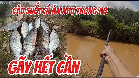 Câu cá suối tự nhiên mà hơn trong ao ,hồ …