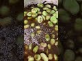 الارز الصياديه بافول الحراتى عظمة على عظمة الطعم البورسعيدي روعه جربوها هتعجبكم اوى