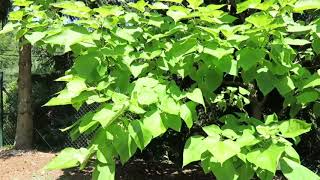 Catalpa bignonioides 'Aurea' katalpa trubačovitá