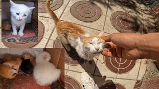 Mama Cat has newborn kittens and was surprised to find a cat family alongside her as well