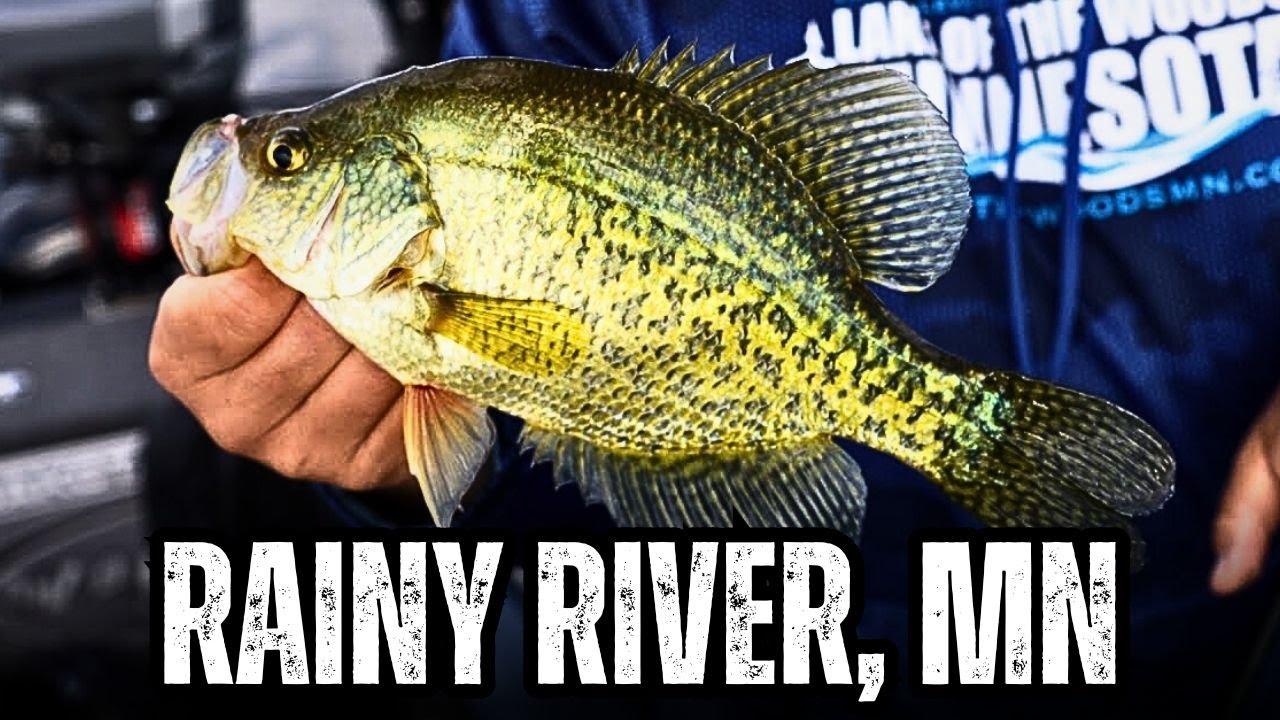 Rainy River, MN (River LURES & TIPS) YouTube