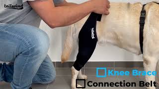 Knee Brace and Connection Belt Instructions  Tailwindpets