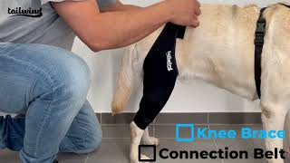 Knee Brace and Connection Belt Instructions - Tailwindpets