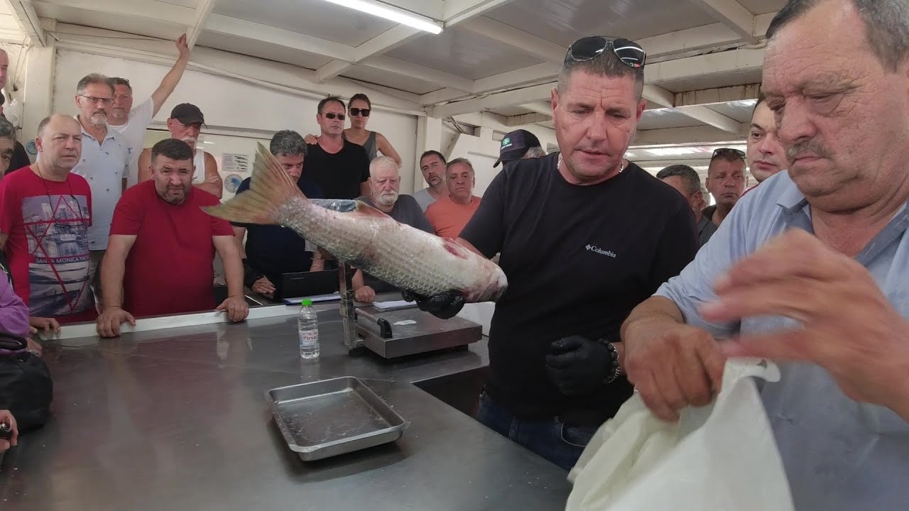23.07.2023 MÜTHİŞ AKICI YAKIN ÇEKİM..MAVİŞEHİR (EFSANE) BALIK MEZATI..
