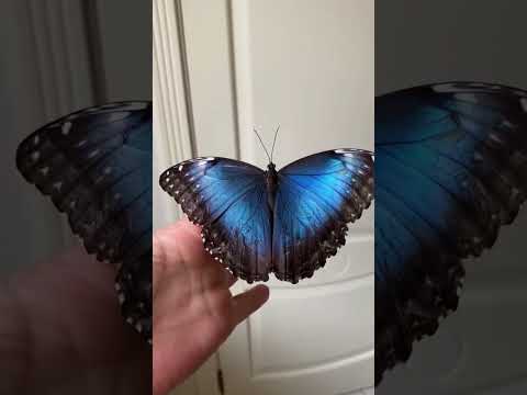 Video: Nymphalidae sommerfugle: generelle karakteristika, beskrivelse, rækkevidde, type foder