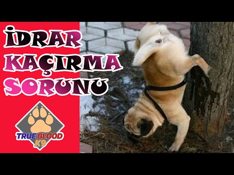 Video: Köpeklerde İdrar Kaçırma Sebepleri