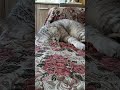 Я люблю когда ты спишь смехдослез анекдот Cat видосыоткота юмор веселыекоты кот прикол Я люблю когда ты спишь смехдослез анекдот Cat видосыоткота юмор веселыекоты кот прикол