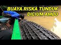 CARA AMBO MELULUHKAN BUAYA RISKA, DI CIUM MATANYA TERPEJAM❗