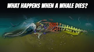 What Happens When a Whale Dies? Here're 4 Stages of Whale Decomposition
