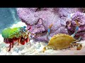 GIANT BLUE CRAB vs GIANT MANTIS SHRIMP! *Epic Battle Royale*