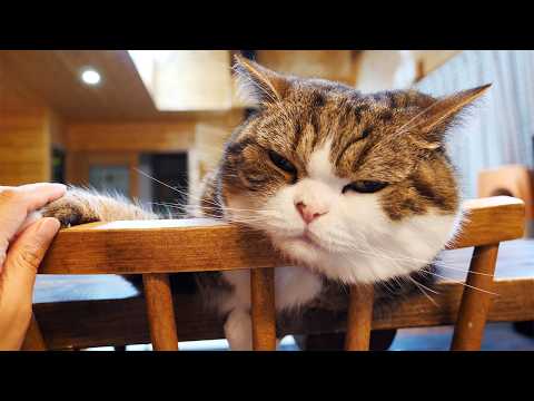 歯磨きまるさんロングバージョン！-Maru's Teethbrushing Long ver.- 00002mp4