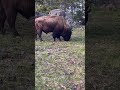 Spotting Bison