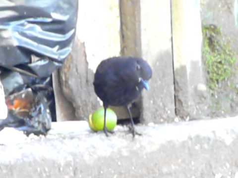 Sunda Whistling Thrush Youtube