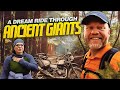 Epic Ride Through Giant Redwoods Of California