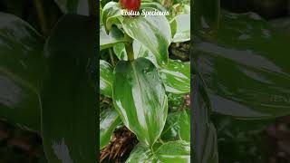 Costus Speciosus - Crepe Ginger In Hilinawalo Fau