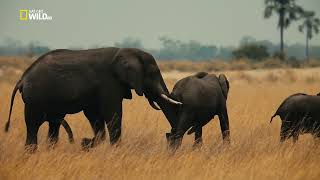 Удивительные Слоны #Документальноекино