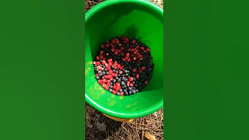 Немного насобирала ягоды#nature#природа#лес#ягода#woodland#wood