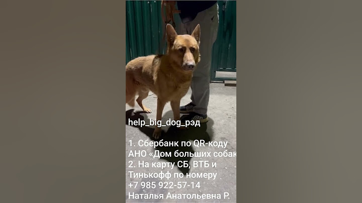 🕊 СПАСЛИ ЧУДО 🐕‍🦺 ИЗ ТУРЦИИ! ПРОСИМ ПОМОЧЬ РЭДУ 🙏💯🙏 #dog #собака #animals #животные #овчарка