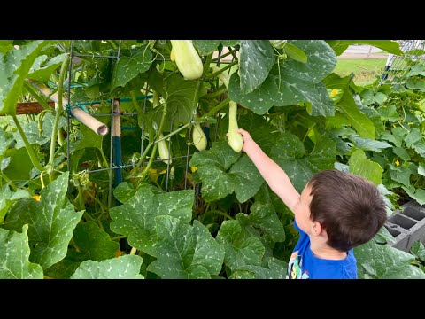 فيديو: تعريشة الاسكواش - كيفية زراعة الاسكواش على دعم التعريشة