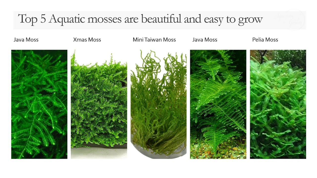 Good beginner moss? What kinds are these?