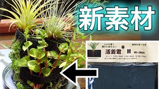 活着君を使ってカンタン・植物の寄せ植え作り♪【カッチャククン】