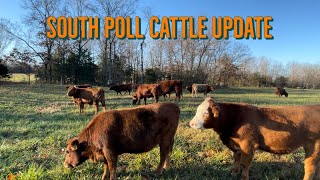 Did All The Cattle SURVIVE? We Fought Shipping Fever!
