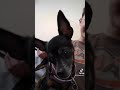 Cutest puppy reaction to sounds