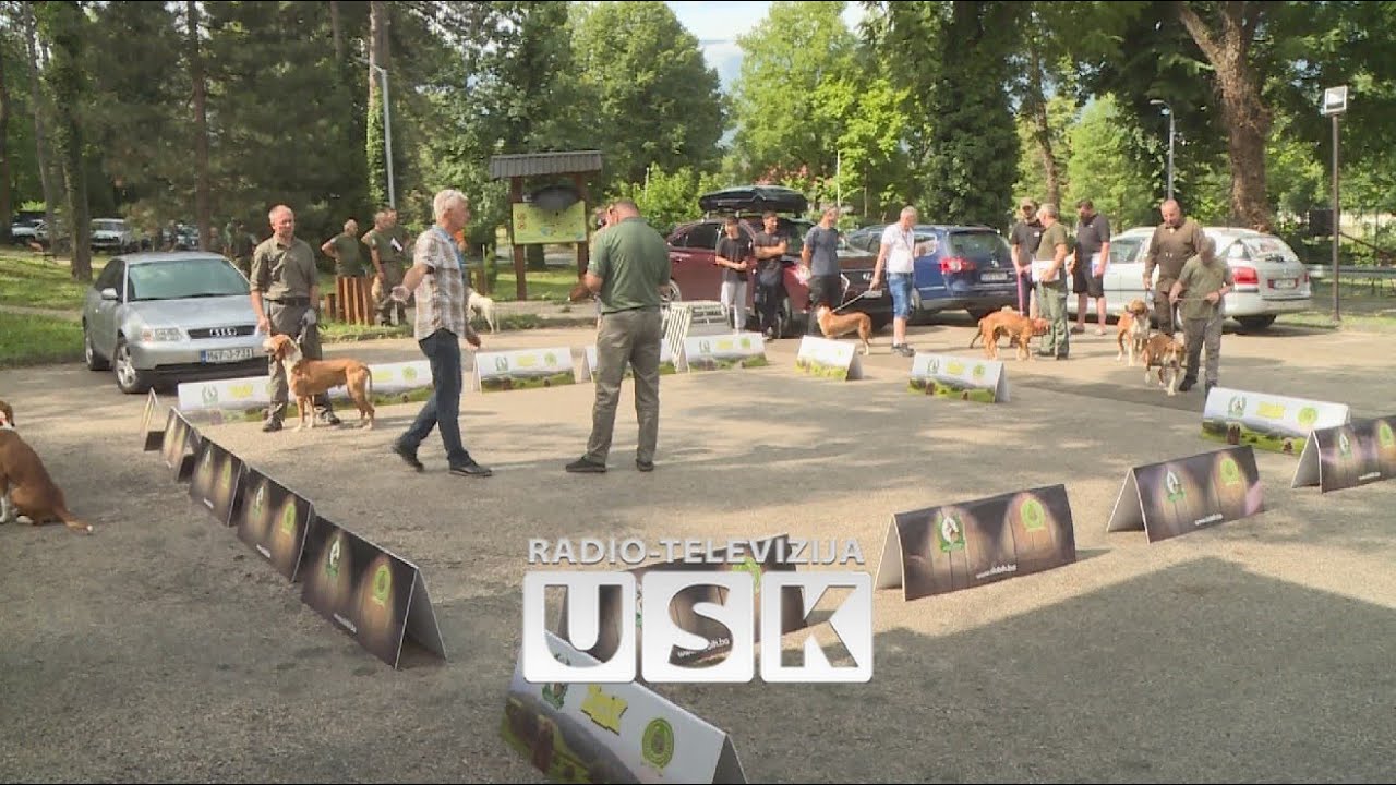 Izložba pasa u Bihaću: Najbolji kandidati za državnog prvaka u ljepoti