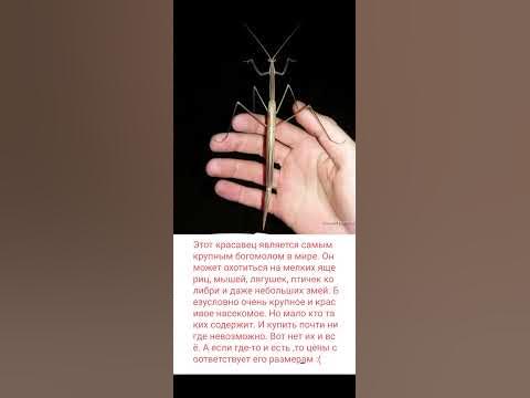 Самые большие насекомые в МИРЕ! Часть 17. - YouTube