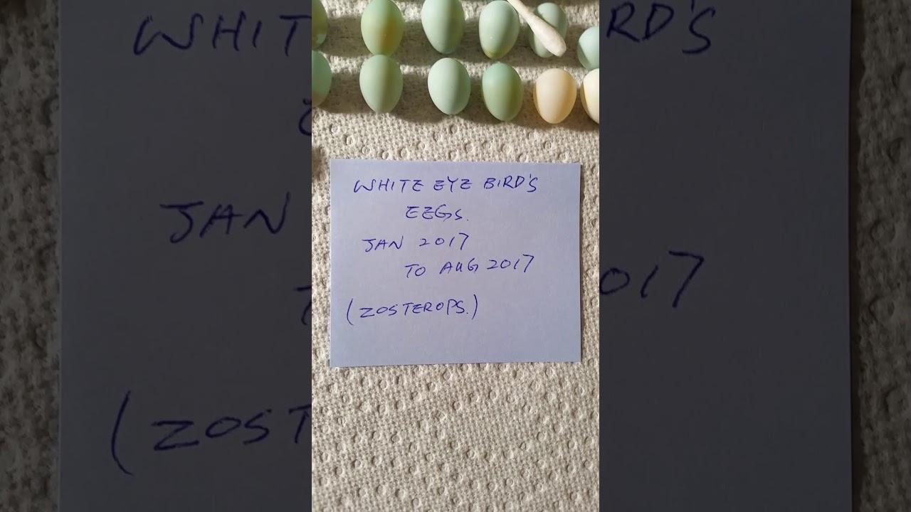 camera iphone 8 plus apk White eye (zosterops) bird eggs 2017