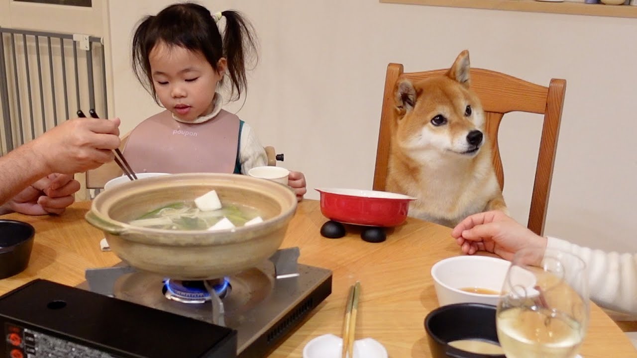 柴犬 あのー おかわりは 家族と食卓を囲み 控えめに催促する姿が 自分を人間と思ってる と話題に ねとらぼ