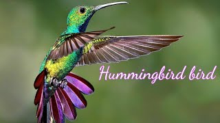 Hummingbird is small and remote🐦Колибри маленькая да удаленькая