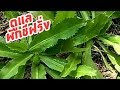 ดูแลผักชีฝรั่งให้ งาม ใบเยอะ ไม่โทรม มีกินไปตลอด