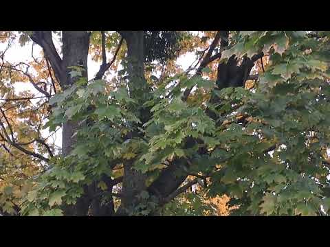 Ліля Вікарук -