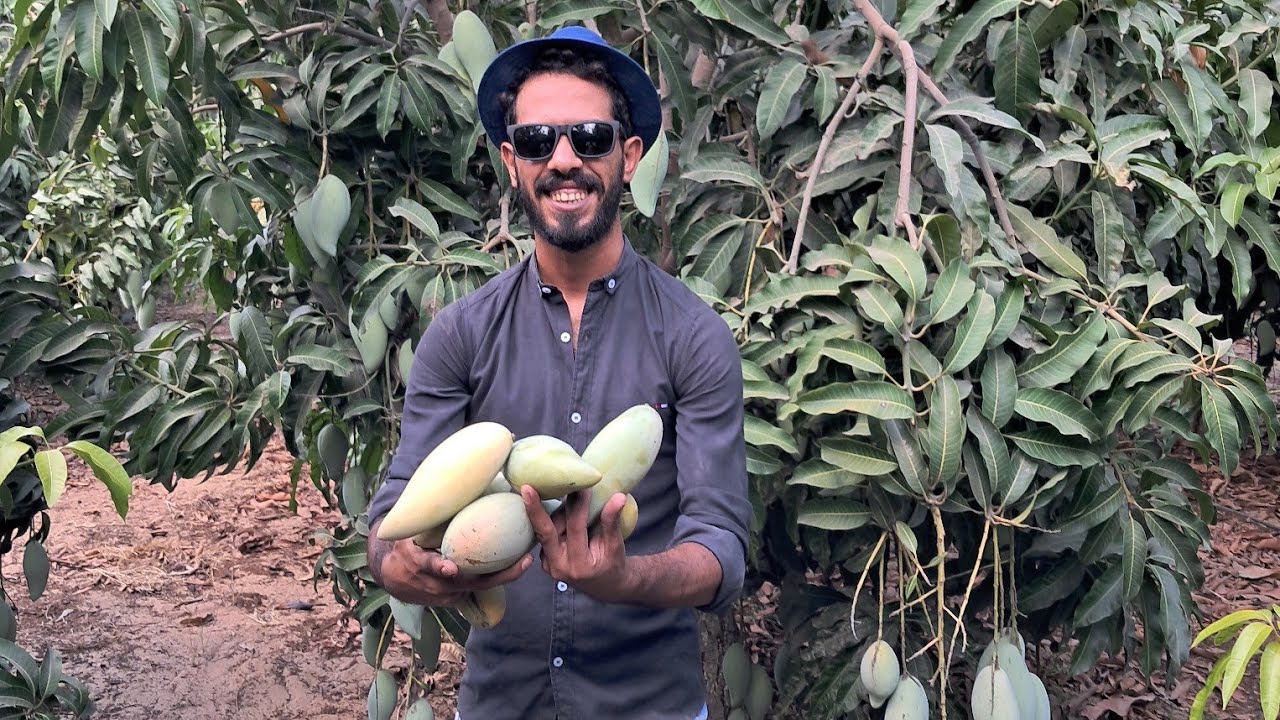 لو اعتمدت على البوتاسيوم بس… عمرك ما هتوصل لـ 15 طن مانجو للفدان | صنف أوستين عمر ٦ سنوات 