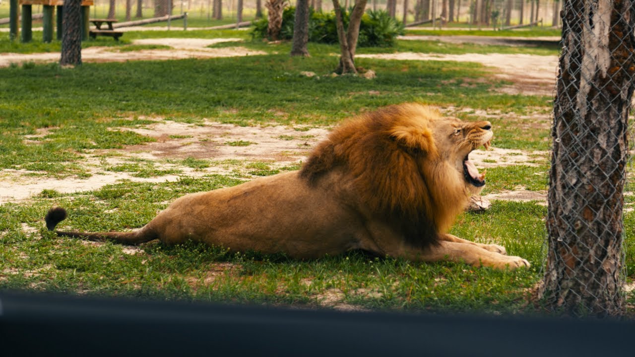 Lion Country Safari king of the business jungle YouTube