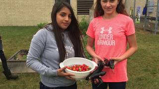 DD Inside Look: Community Garden Fall Harvest 2017