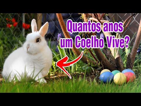 Vídeo: Quanto Tempo Vivem Os Coelhos?