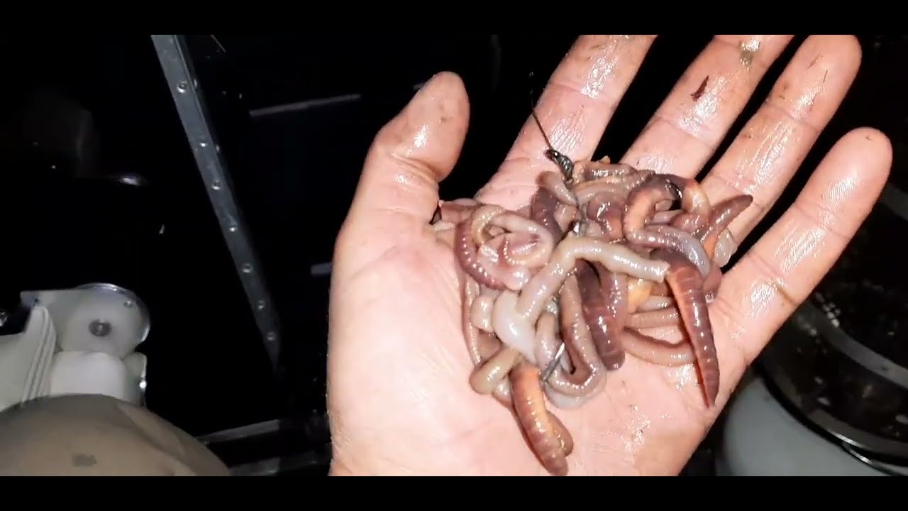 🎣Momeala, montura si echipamentul meu fara fite pentru somn.