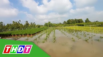 Triều cương gây vỡ đê, ngập úng tại Bến Tre | THDT
