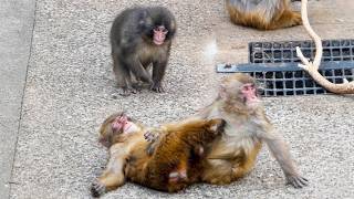 Unexpected Twist Punch Joins The Fight Not Stopping It 