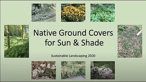 Native Ground Covers for Sun and Shade