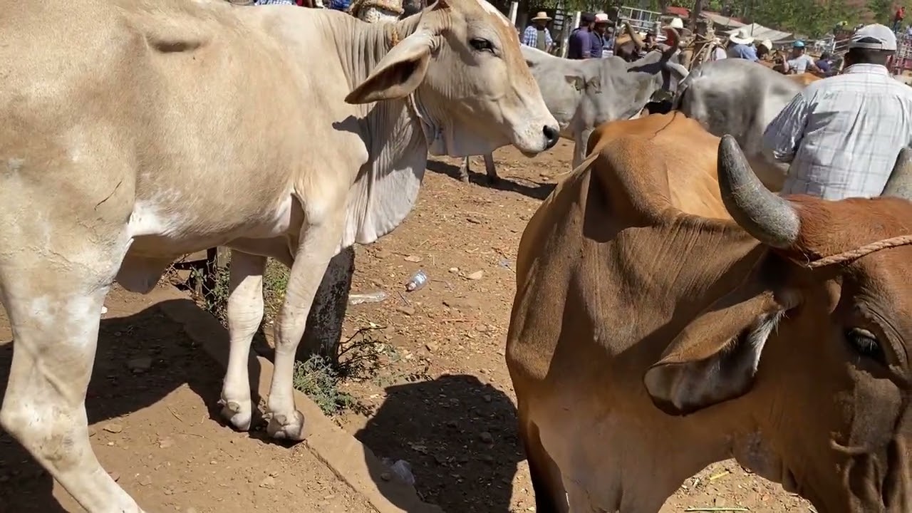 Segundo video en el tiangue de nueva Guadalupe miércoles 04 de marzo de 2026