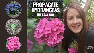 How To Propagate Hydrangeas From Cuttings Without Using Rooting Hormone