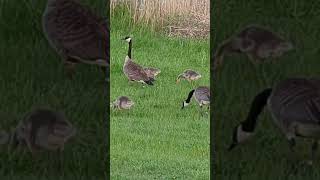 Proud Parents 👍😊.  #wildlife #trending #michigan #geese #babies #cute #adorable