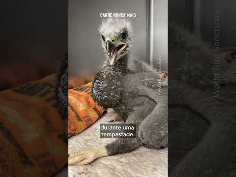 Vídeo: Águias carecas e mais no World Bird Sanctuary