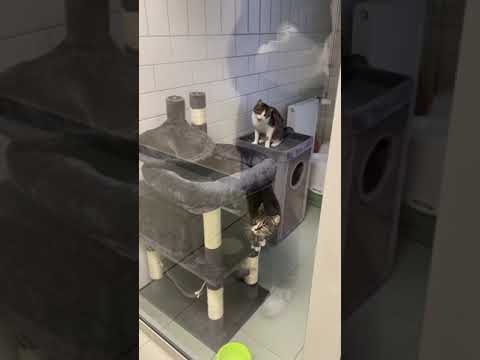 Video: Adoptiere einen super süßen Kumpel im Wallis Annenberg PetSpace!