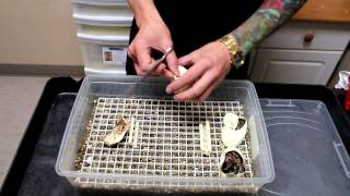 15th Ball Python Clutch 2014
