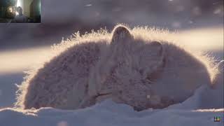 Surviving The Arctic Meta(TierZoo) Reaction News