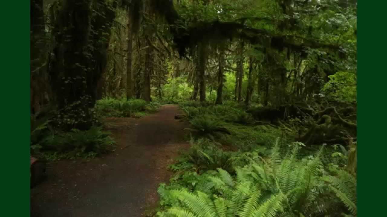  Spokane  Photographer Olympic National Forest  June 2022 